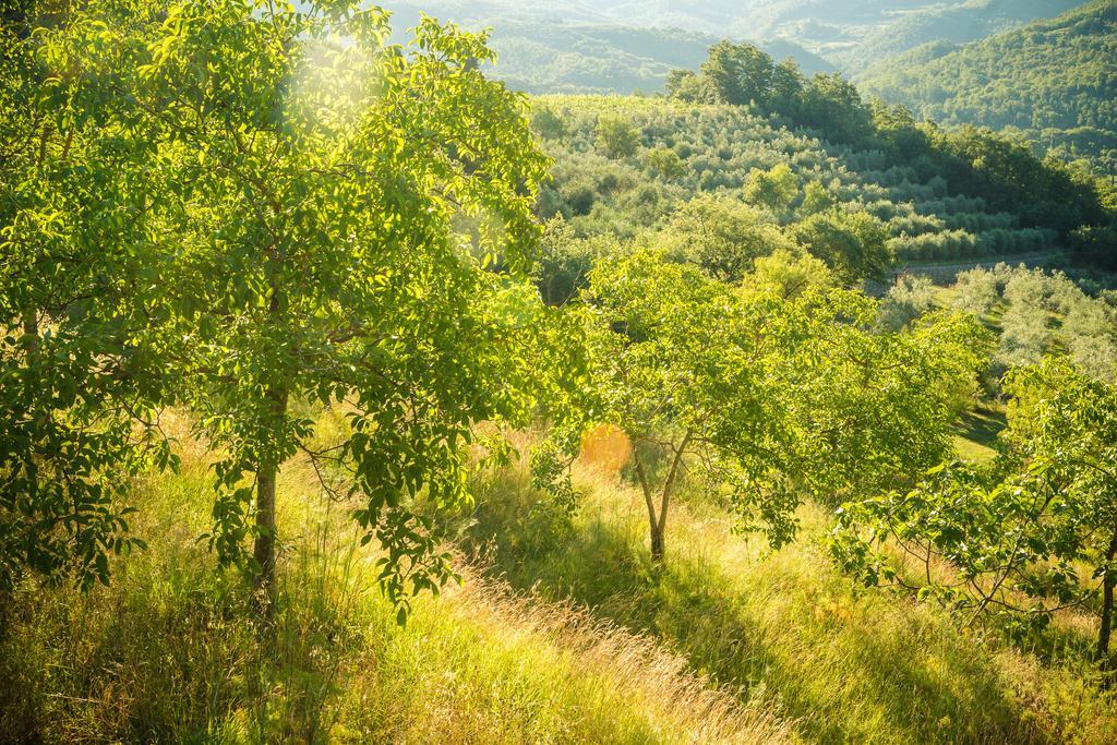 Podere Poggio Mendico Arezzo Eksteriør bilde