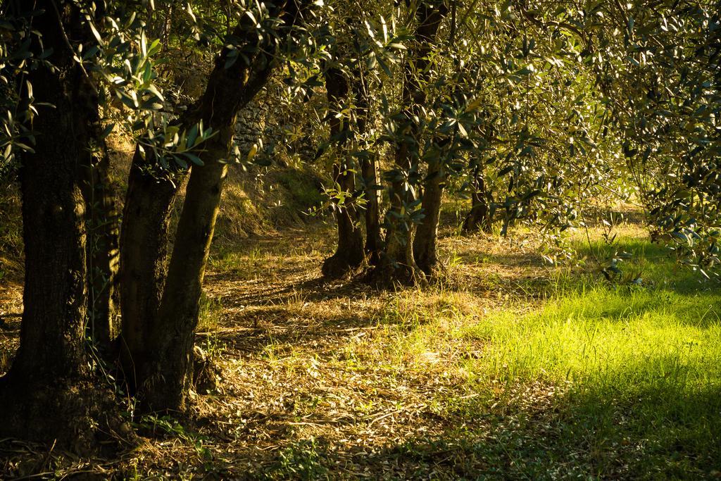 Podere Poggio Mendico Arezzo Eksteriør bilde