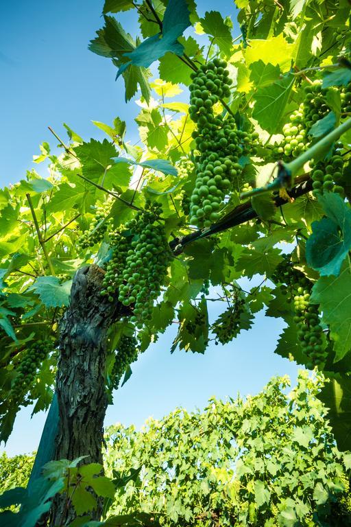 Podere Poggio Mendico Arezzo Eksteriør bilde
